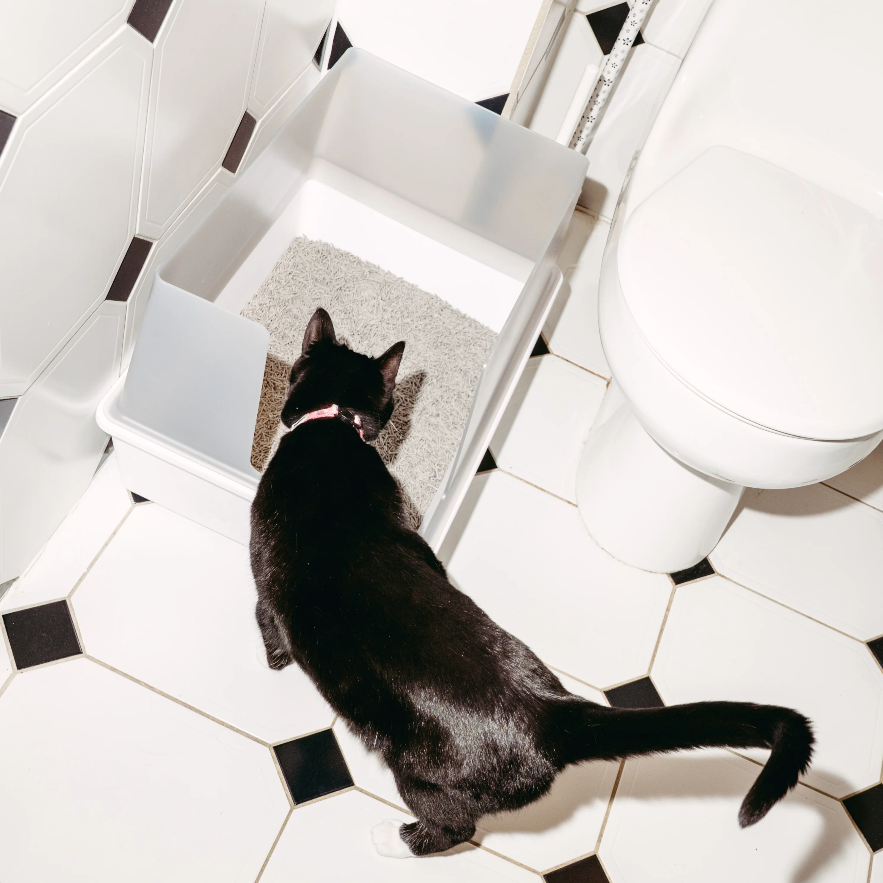 Cubby Litter Box - Image 7