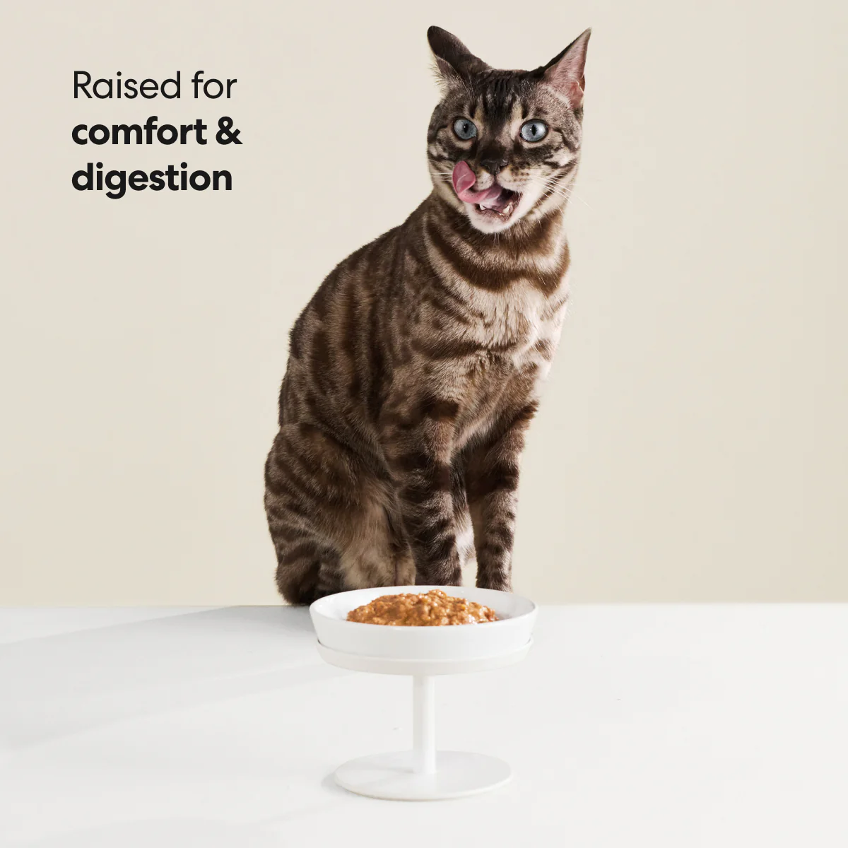 Dock Bowl and Stand - Image 3