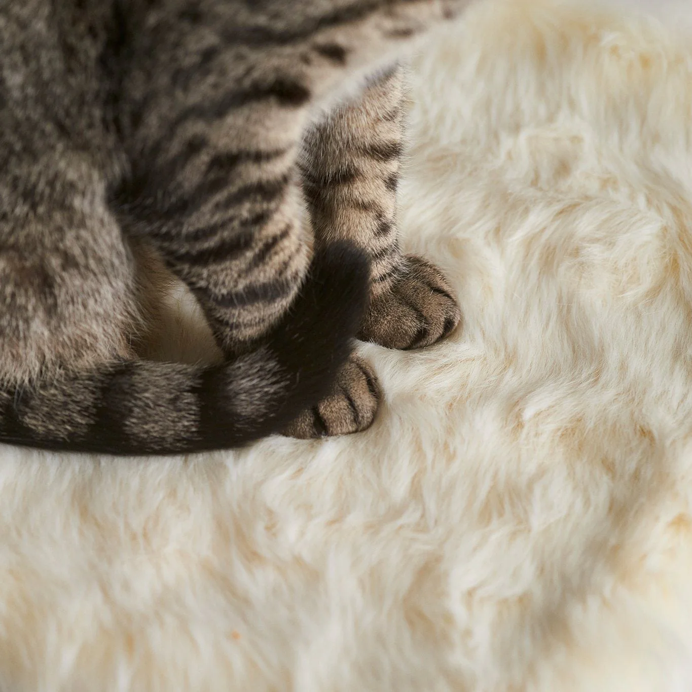 Floof Cat Blanket - Image 3