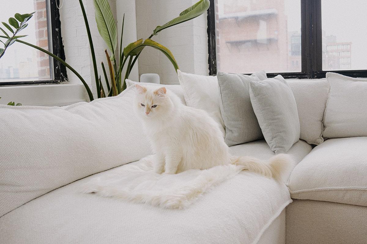 Floof Cat Blanket - Image 4