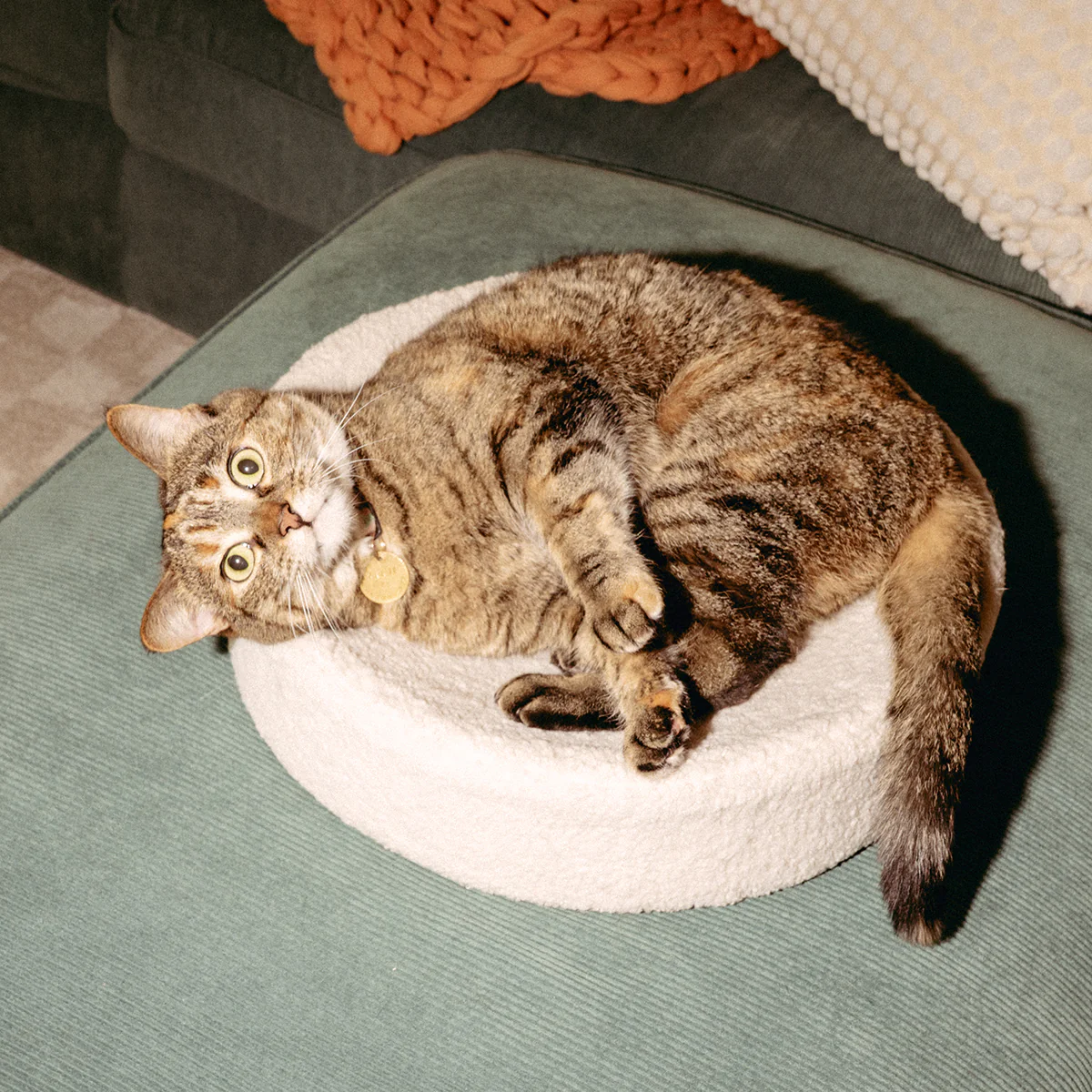 Kip Cat Bed - Image 10