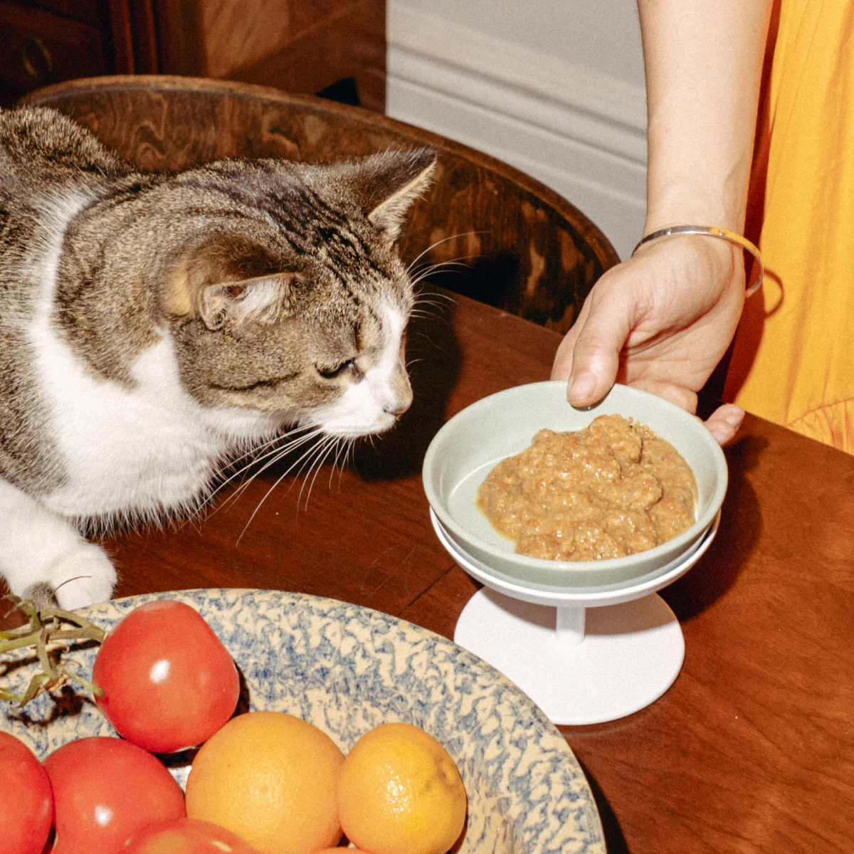 Really Great Cat Food Trial Pack - Image 5