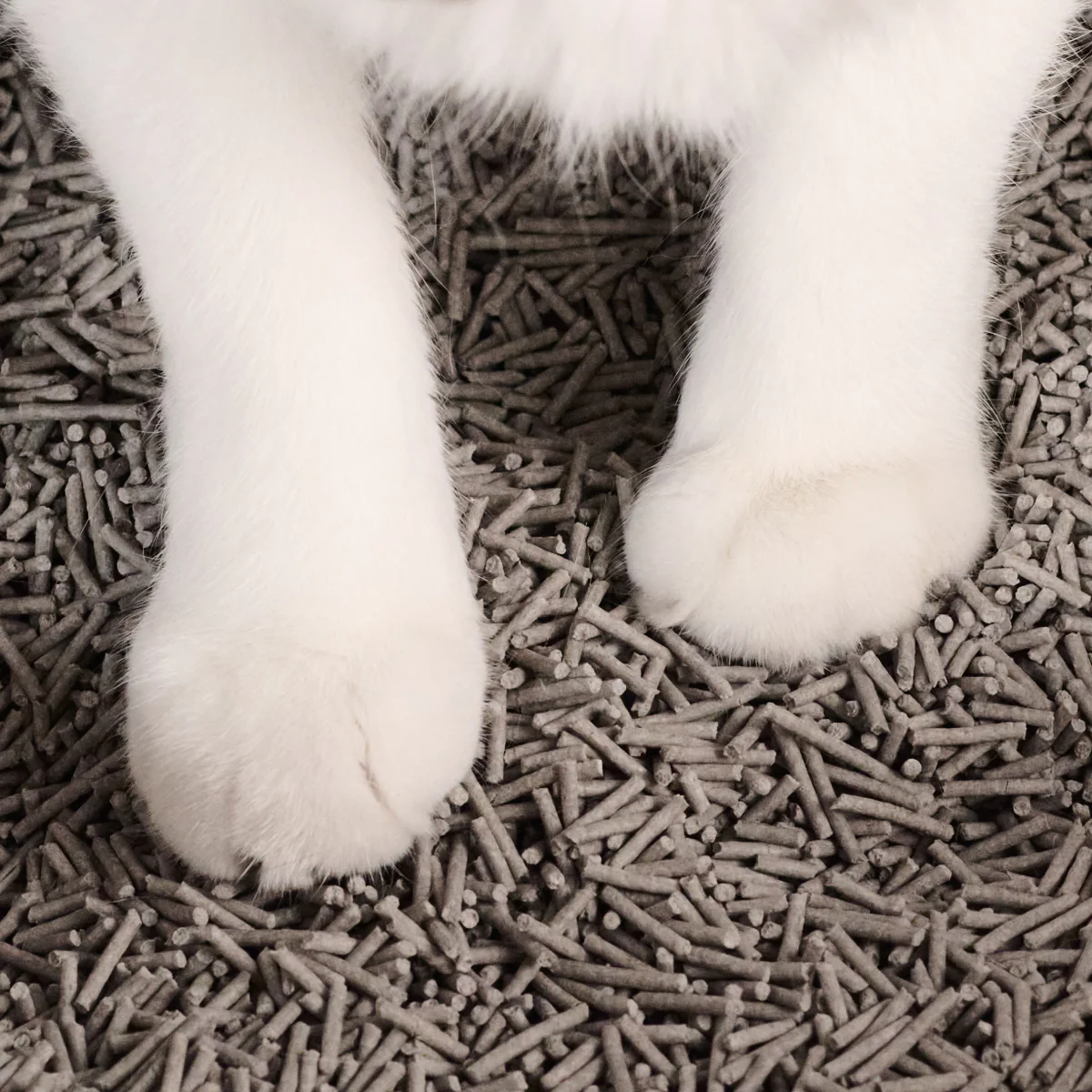 Really Great Cat Litter - Image 4